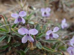 Viola arborescens