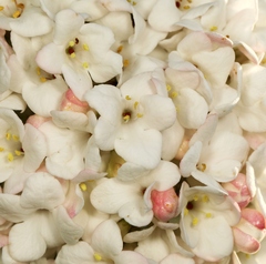 Viburnum carlcephalum