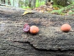 Ascocoryne sarcoides