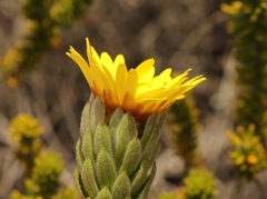 Oedera calycina