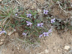Viola arborescens