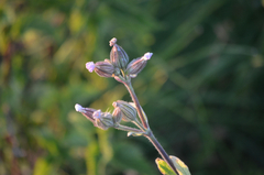 Silene × hampeana
