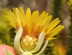 Oedera calycina