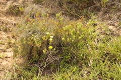 Oedera calycina