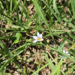 Sisyrinchium micranthum