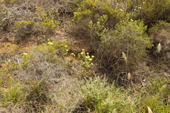 Oedera calycina