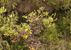 Oedera imbricata