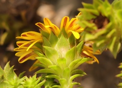 Oedera imbricata