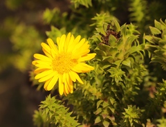 Oedera imbricata