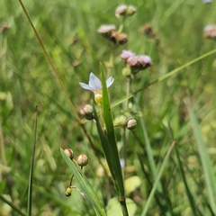Sisyrinchium micranthum