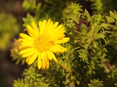 Oedera imbricata