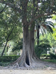 Ficus macrophylla