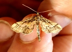 Hydriris ornatalis