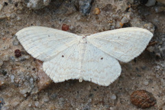 Scopula perlata