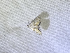 Argyractis