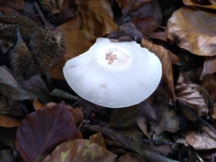 Macrolepiota mastoidea