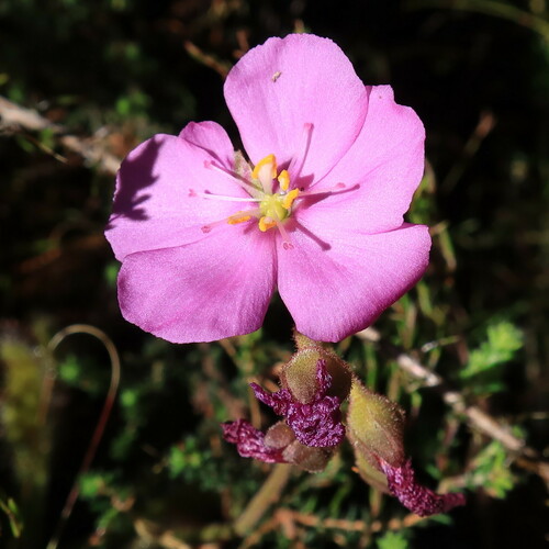 Drosera hilaris (Drosera hilaris)