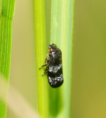 Cercopicesa tasmaniae