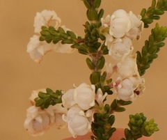 Erica formosa