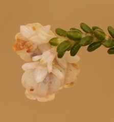 Erica formosa