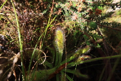 Drosera hilaris