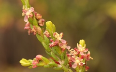 Passerina