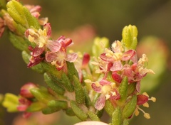 Passerina