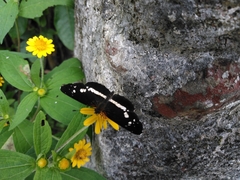 Castilia griseobasalis