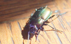 Poecilus cupreus