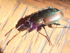 Poecilus cupreus