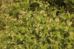 Polygala fruticosa