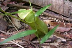 Nepenthes distillatoria