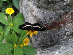 Castilia griseobasalis