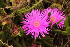 Carpobrotus