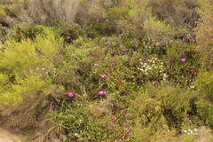 Carpobrotus