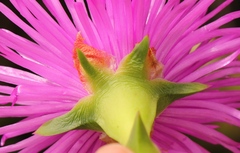 Carpobrotus
