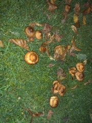 Cortinarius trivialis