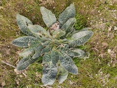 Echium asperrimum