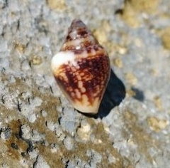 Columbella rustica