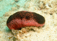 Holothuria edulis