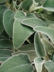 Salvia officinalis