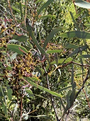 Acacia notabilis