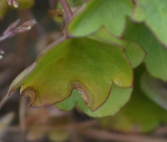Septoria cymbalariae