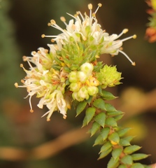 Agathosma apiculata