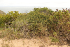 Agathosma apiculata