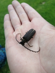 Microplophorus magellanicus