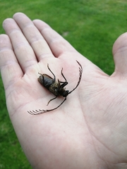 Microplophorus magellanicus