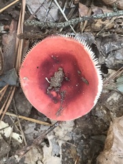 Russula rhodocephala