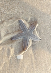 Astropecten