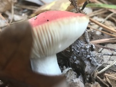 Russula rhodocephala